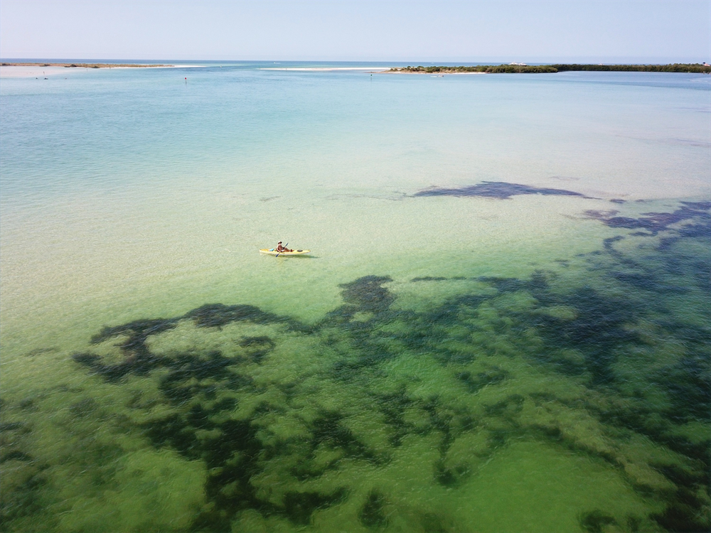 Oligommanate is drawn from a type of seaweed.