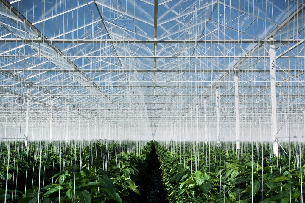 Glial cells function like gardeners, tending to your brain's health by providing nutrients and warding off pests.