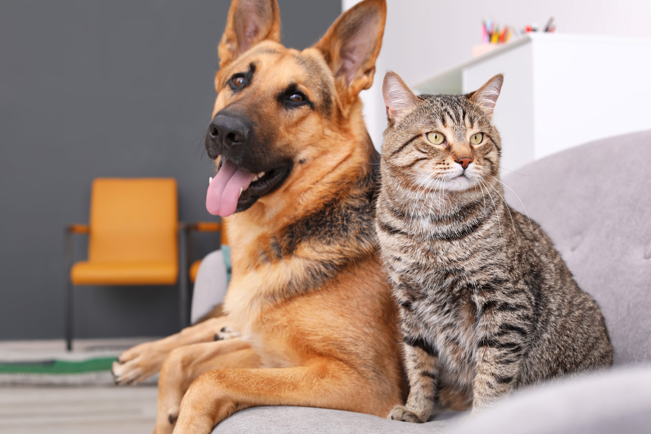 dogs and cats could lower your dementia risk